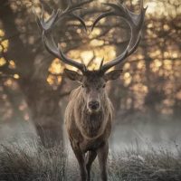 A majestic stag with large antlers stands in a misty field at sunrise. The silhouette of trees is visible in the background, and the light casts a warm glow on the scene.